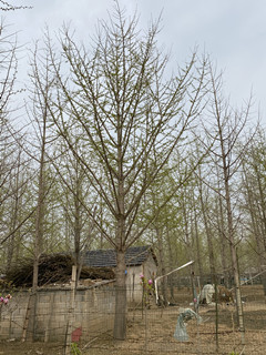 银杏树也是有性别的(图1)