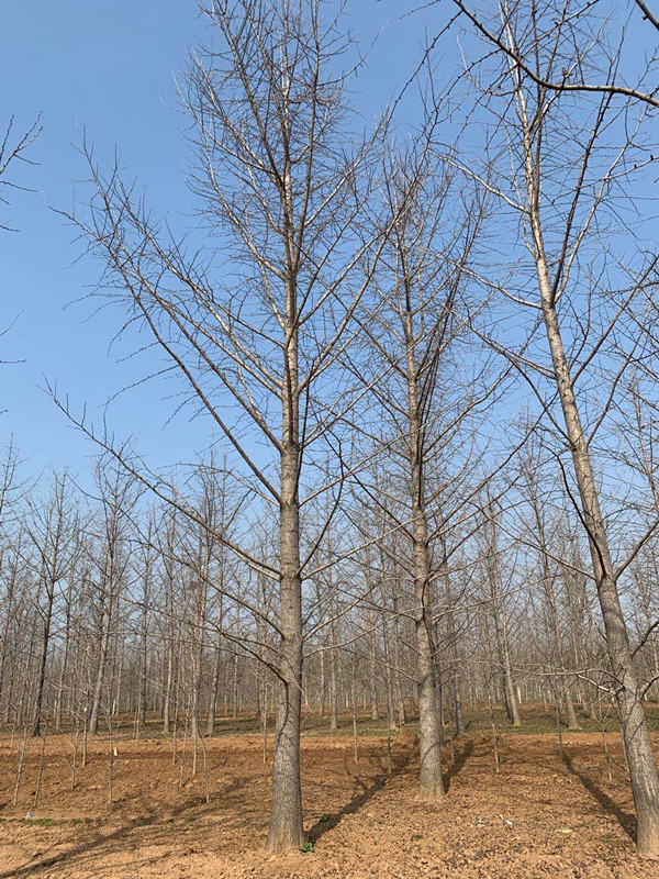 银杏树不太好报价格(图1) 银杏树不太好报价格(图1)