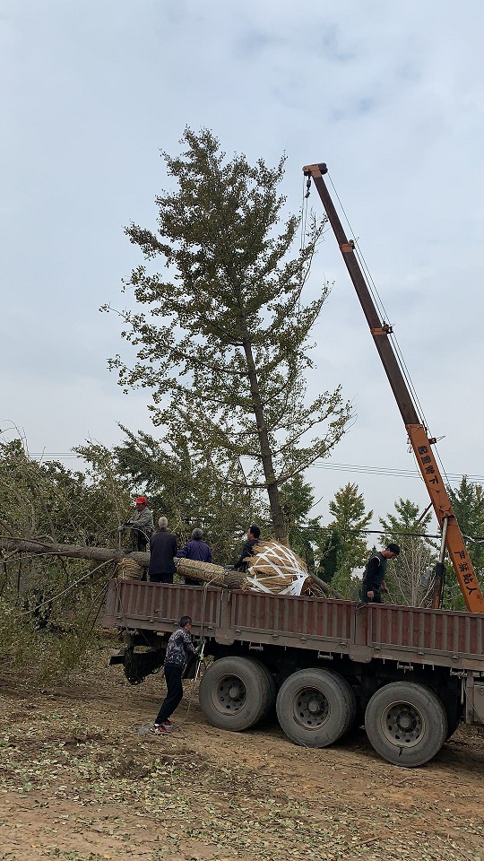 30公分银杏树的装车现场