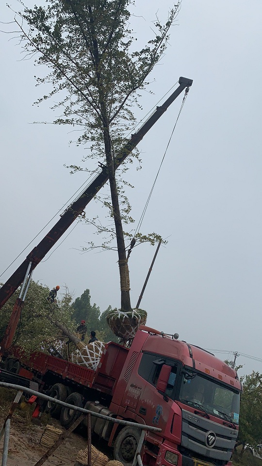 30公分银杏树的装车现场(图4)