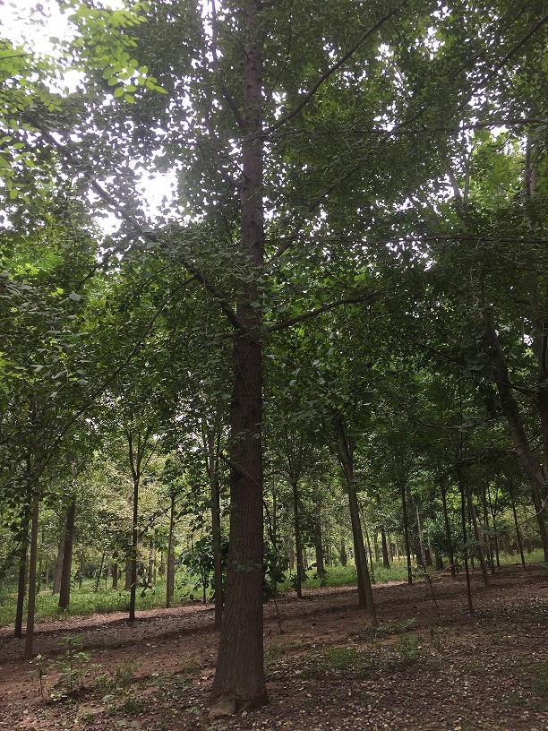 栽植银杏树需要注意什么？(图1)