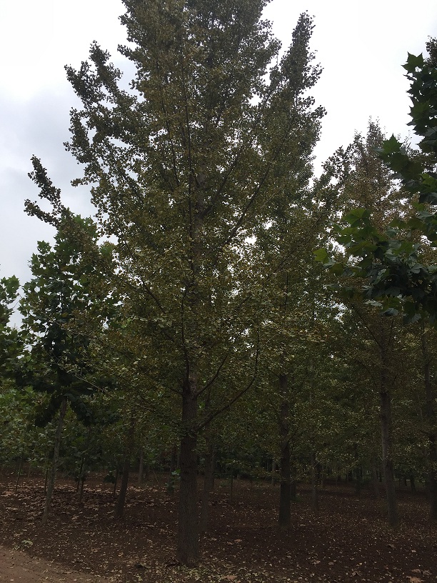 泗阳客户采购的30公分银杏树