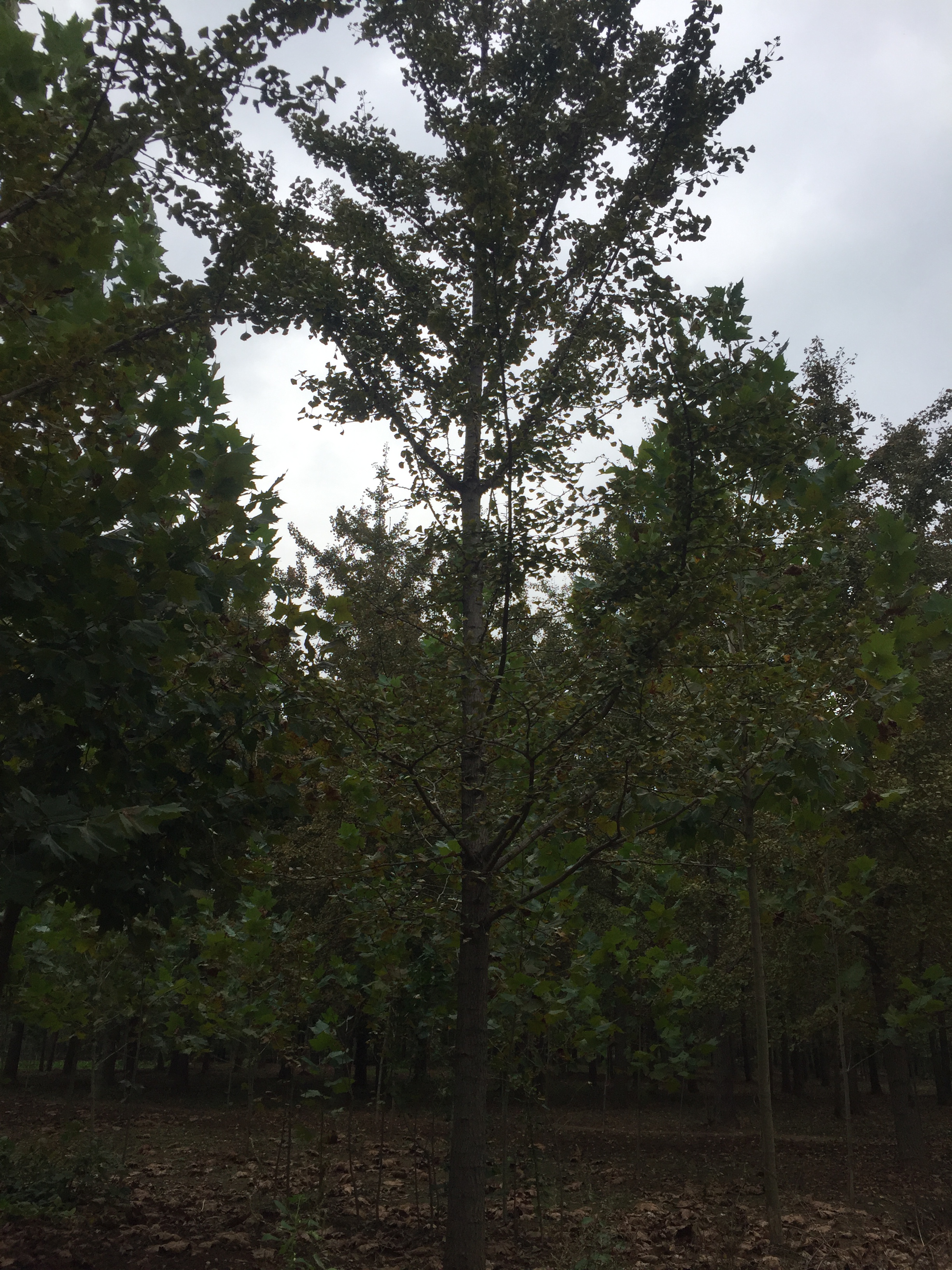 泗阳客户采购的30公分银杏树(图4)