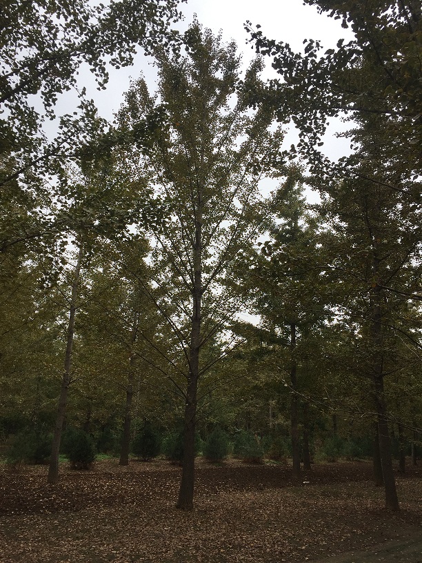 泗阳客户采购的30公分银杏树(图2)