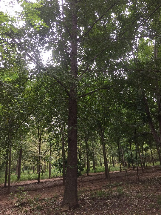 银杏树主要分布在哪里？(图1)