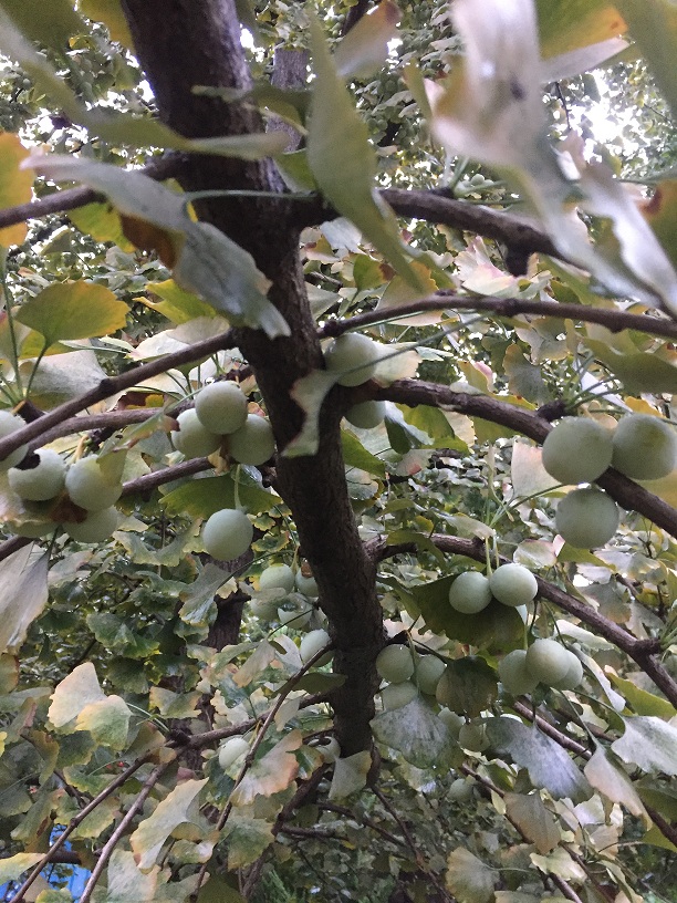 银杏树实生苗挂果谁惹的祸?