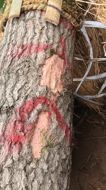 我们该如何处理银杏树剥皮呢？