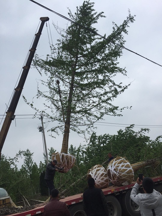 如何避免银杏树土球散球呢？(图3)