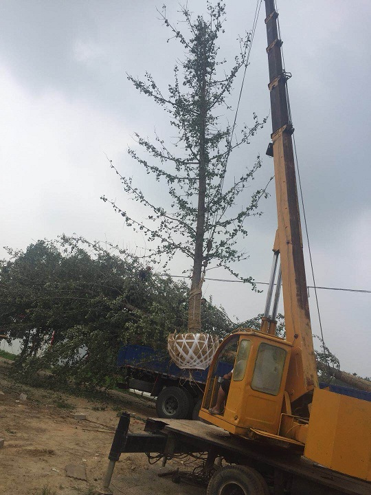 如何避免银杏树土球散球呢?