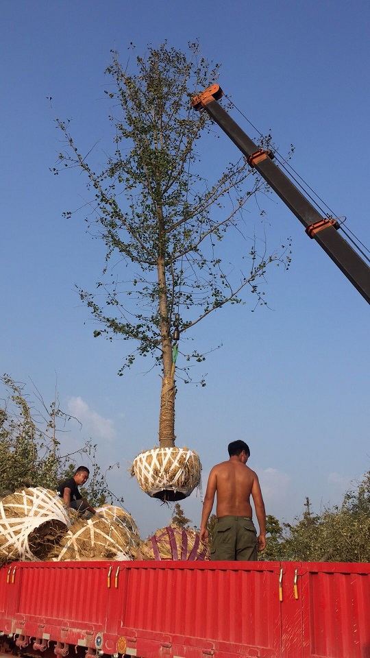 选择银杏树作为绿化树种的理由有哪些?