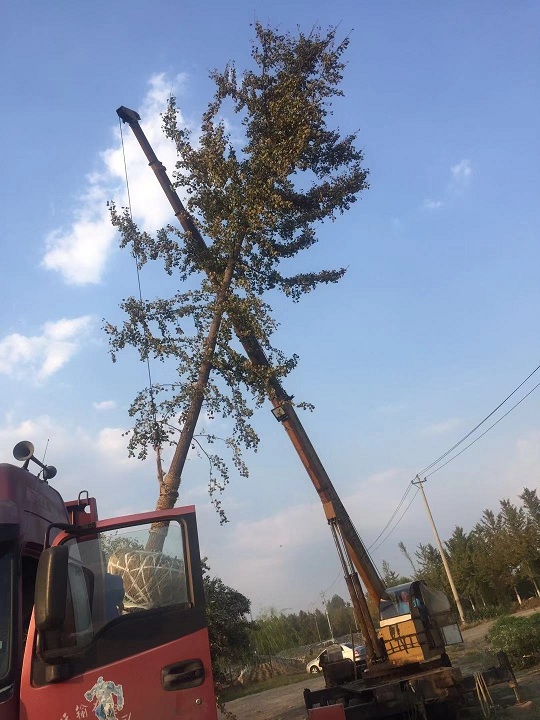 选择银杏树作为绿化树种的理由有哪些？(图2)