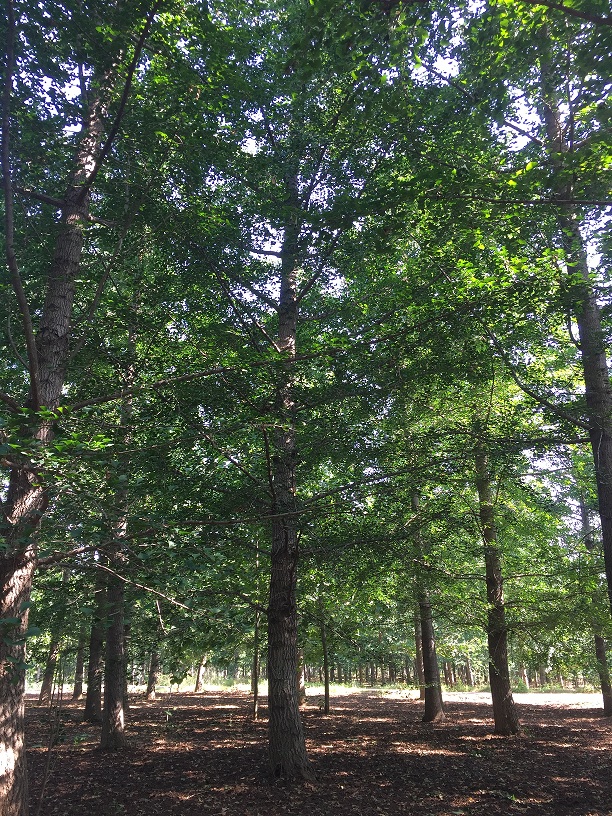 夏季银杏树的管理关键需要注意什么?(图3) 夏季银杏树的管理关键需要注意什么?(图3)