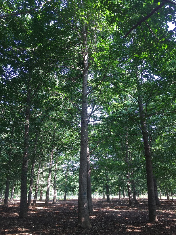 夏季银杏树的管理关键需要注意什么?