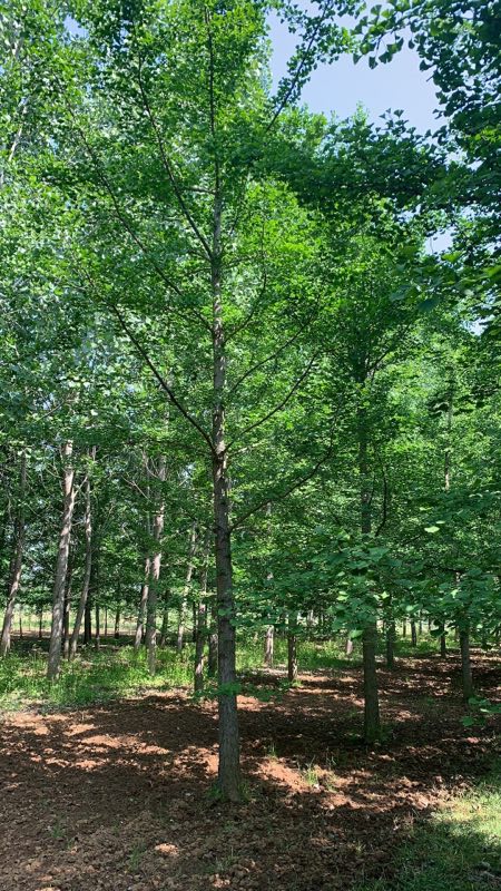 16公分银杏树价格山东货源(图3)