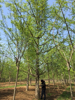 有关银杏树报价那点事(图1) 有关银杏树报价那点事(图1)