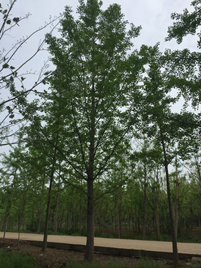 哪里盛产银杏树?(图1) 哪里盛产银杏树?(图1)