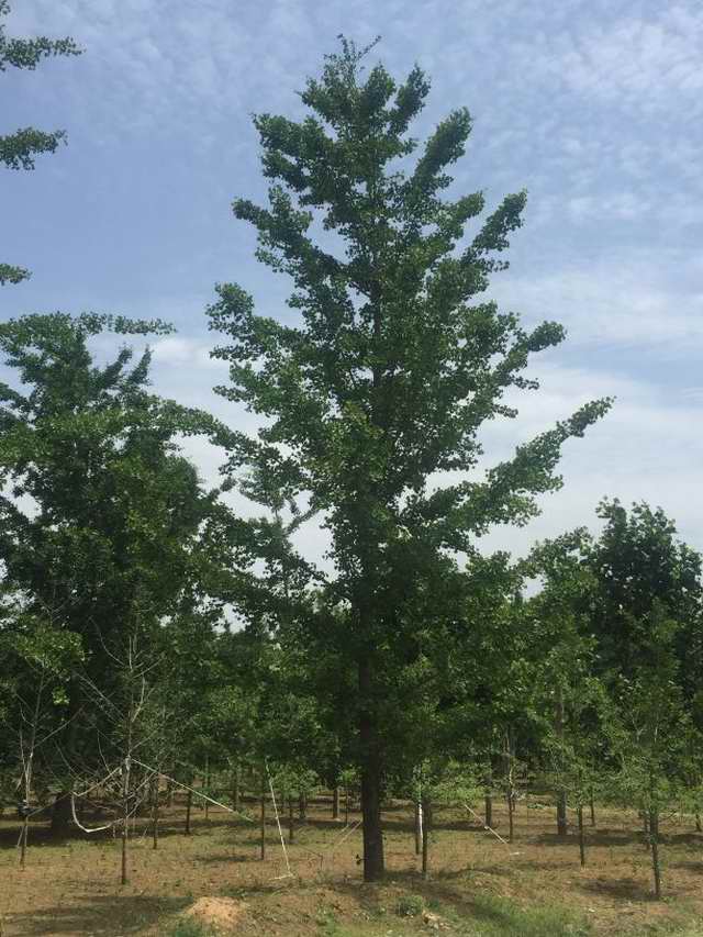 22公分山东银杏树(图1)