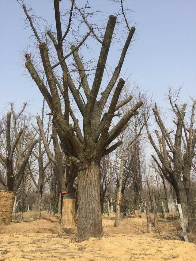 移植嫁接银杏树(图1)