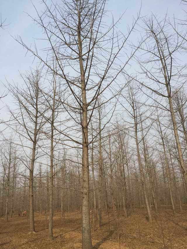 12-18公分银杏树苗圃(图1)