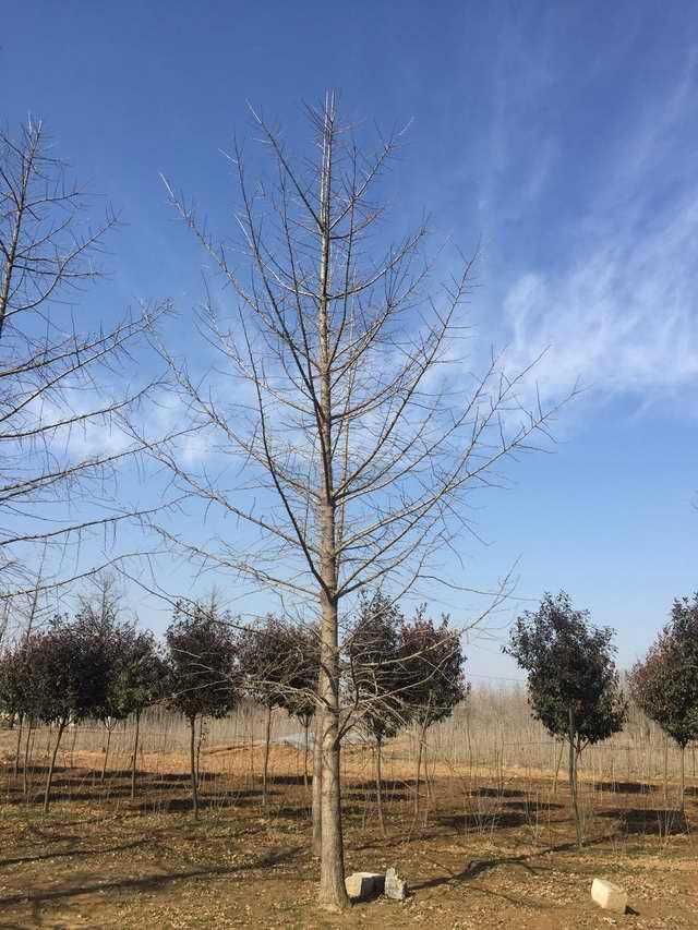 18公分精品银杏树(图1)