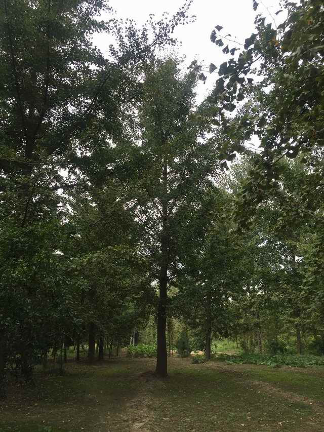 实生银杏树夏天实拍(图1)