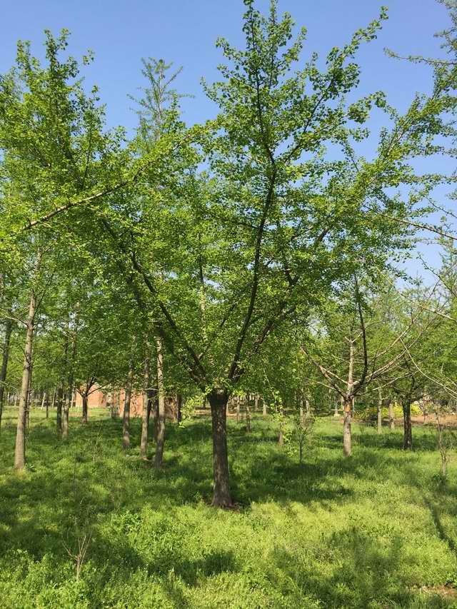 16公分嫁接山东银杏树(图1)