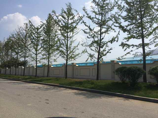 山东凤成银杏苗圃场