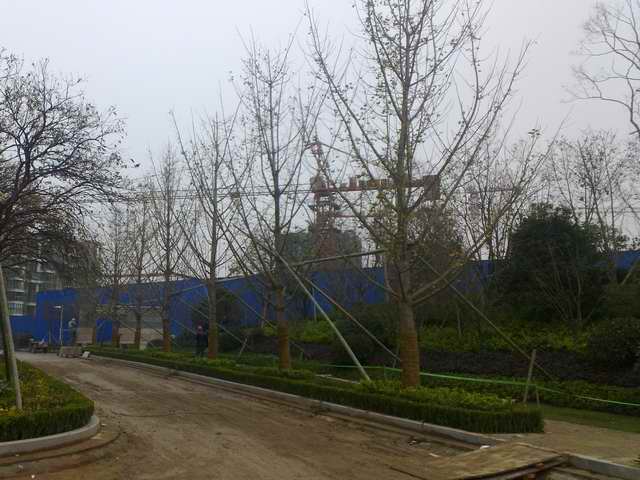 山东凤成银杏苗圃场