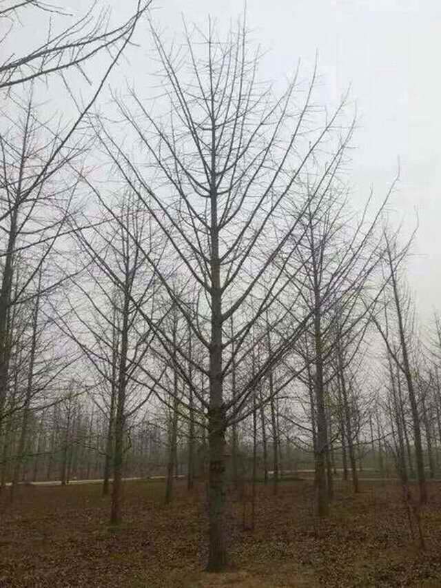 冬天银杏树苗圃实拍(图1)