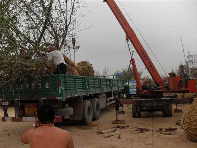 山东凤成银杏苗圃场