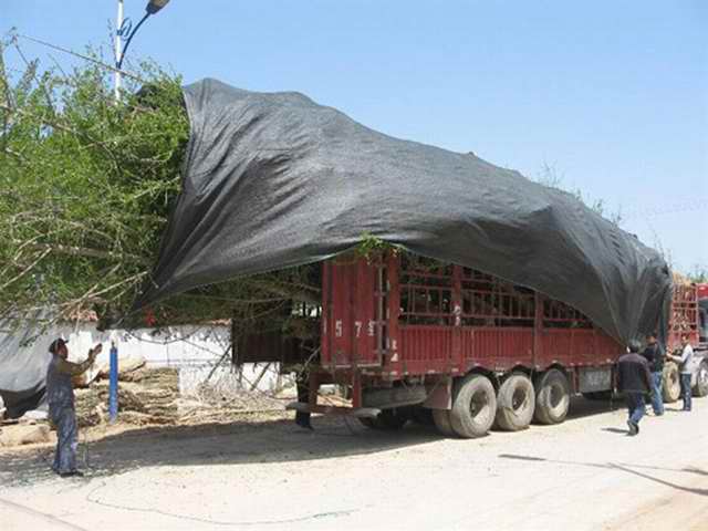 山东凤成银杏苗圃场