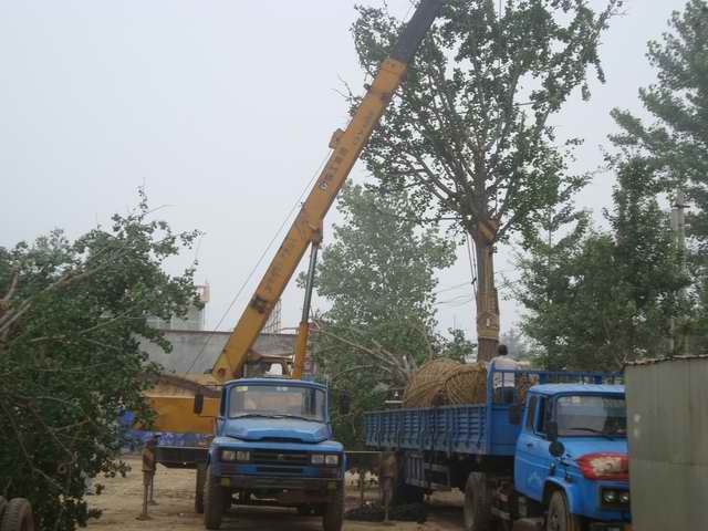 山东凤成银杏苗圃场