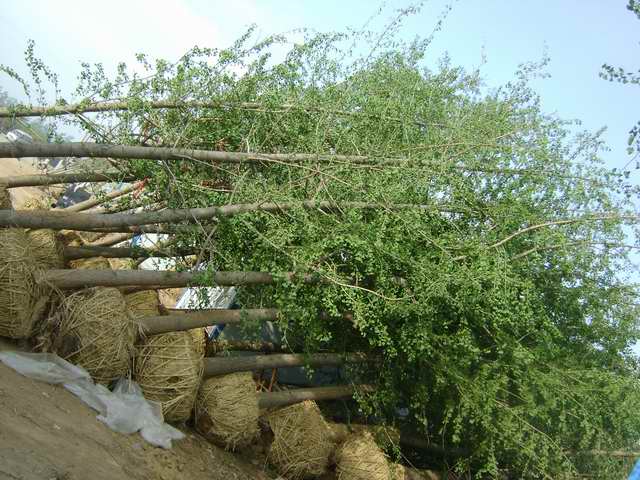 山东凤成银杏苗圃场