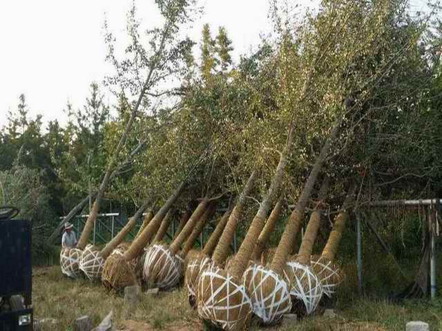 山东凤成银杏苗圃场