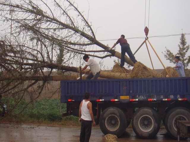 山东凤成银杏苗圃场