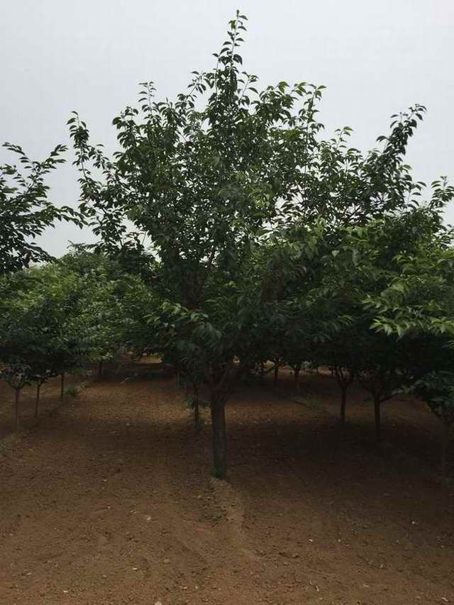 日本樱花-凤成苗圃